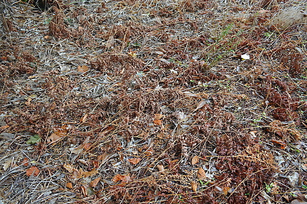 포토 JPG 해외이미지 나무 식물 계절 공원 백그라운드 단풍 잎 패턴 오렌지 자연 추상 바닥 풍경 사람없음 야외 빨간색 갈색 노란색 가을 숲 질감 내추럴 해외202004 해외포토 공공시설 컬러 무늬 과일 생태계 파일형식 이미지허브