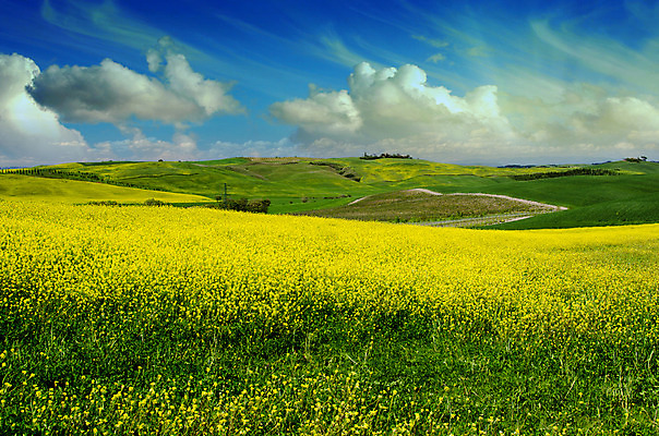 포토 JPG 해외이미지 나무 계절 도로 밭 농업 자연 하늘 산 주택 파노라마 풍경 잔디 사람없음 야외 목재 초록색 여름 파란색 강 컬러풀 농장 여행객 일몰 봄 이탈리아 시골 신선 숲 언덕 무료 토스카나 해외202004 해외포토 식물 유럽 산업 길 컬러 재료 교통시설 촬영기법 사람 건물 노을 생태계 파일형식 이미지허브