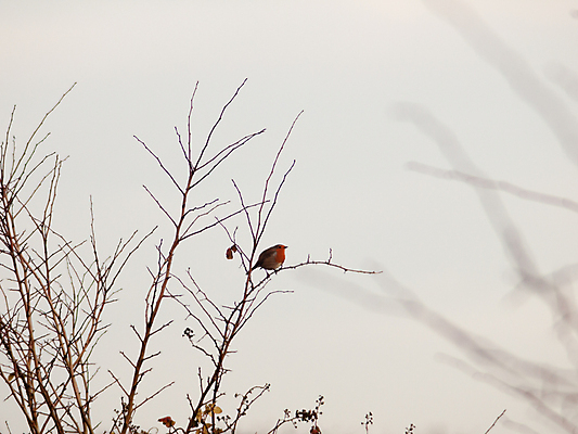 포토 JPG 해외이미지 나무 동물 남자 유럽 야생동물 백그라운드 겨울 날개 오렌지 자연 조류 하늘 앉기 사람없음 빨간색 파란색 노란색 검은색 봄 회색 나뭇가지 닫기 가슴 깃털 부리 장면 철새 내추럴 동물상 해외202004 해외포토 식물 계절 나라 컬러 과일 모션 사람 신체부위 조형물 생태계 파일형식 이미지허브