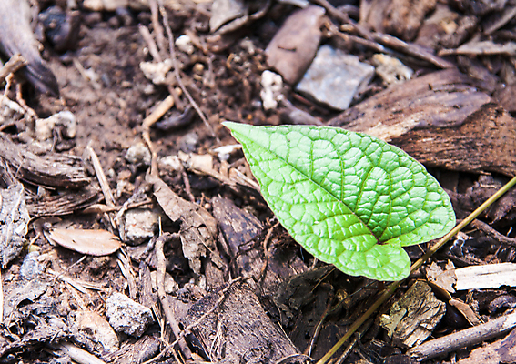 포토 JPG 해외이미지 식물 지구 건강 사람없음 초록색 흙 숲 허브 에코 내추럴 알레르기 생존 해외202004 해외포토 컬러 환경 질병 파일형식 이미지허브