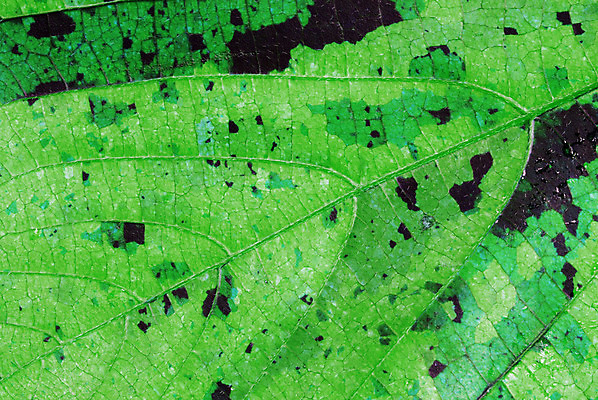 포토 JPG 해외이미지 나무 식물 계절 백그라운드 컨셉 단풍 잎 패턴 오렌지 자연 벽지 추상 세포 건강 사람없음 초록색 환경 가을 신선 변화 닫기 숲 이슬 유기농 심플 정맥 내추럴 생태학 엘리먼트 해외202004 해외포토 웰빙 교육 컬러 무늬 과일 모션 생태계 혈관 파일형식 이미지허브