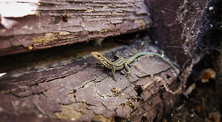 포토 JPG 해외이미지 동물 응시 야생동물 파충류 사람없음 침묵 관찰 4 작음 그늘 속도 꼬리 도마뱀 경보 숨기 해외202004 해외포토 시선 모션 숫자 소리 크기 파일형식 이미지허브