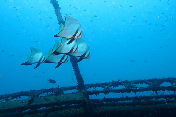 포토 JPG 해외이미지 야생동물 바다 여행 학교 모션 자연 휴가 어류 풍경 사람없음 야외 파란색 바닷속 수중 수영 물방울 아래 다이빙 생물학 지느러미 내추럴 깊이 동물상 생태학 조난 침몰 많음 해외202004 해외포토 동물 교육 컬러 컨셉 조형물 수중동물 수상스포츠 방향 생태계 위치 수중스포츠 파일형식 이미지허브