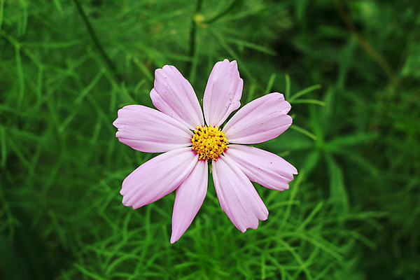 포토 JPG 해외이미지 나무 식물 구름 계절 꽃잎 꽃 단풍 밭 자연 잉글랜드 풍경 사람없음 야외 가로 초록색 여름 파란색 농작물 농장 환경 계곡 침묵 봄 들꽃 흰색 농촌 시골 신선 숲 땅 데이지 자연백그라운드 멀리 수평선 카피스페이스 해외202004 해외포토 자연요소 컬러 백그라운드 잎 농업 영국 소리 공백 생태계 파일형식 이미지허브