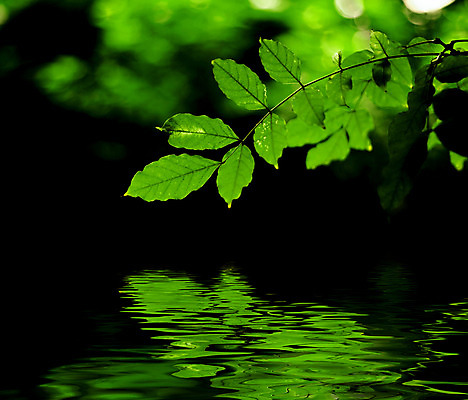 포토 JPG 해외이미지 나무 식물 계절 공원 호수 선 백그라운드 단풍 잎 자연 추상 건강 사람없음 야외 초록색 물 여름 빛 강 반사 평화 환경 정원 봄 활발 거울 안개 성장 나뭇가지 신선 숲 순수 유기농 보케 부드러움 내추럴 해외202004 해외포토 자연요소 웰빙 공공시설 컬러 컨셉 무늬 날씨 감각 생태계 파일형식 이미지허브
