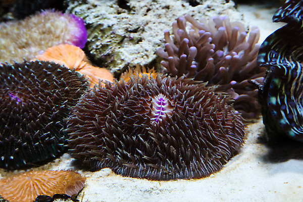 포토 JPG 해외이미지 사람없음 수중 산호 수족관 해외202004 해외포토 자포동물 파일형식 이미지허브