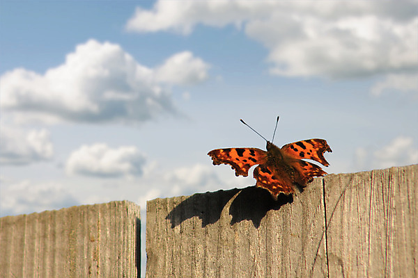 포토 JPG 해외이미지 구름 나비 곤충 자연 하늘 바람 풍경 사람없음 여름 자유 해외202004 해외포토 자연요소 동물 계절 컨셉 날씨 생태계 파일형식 이미지허브