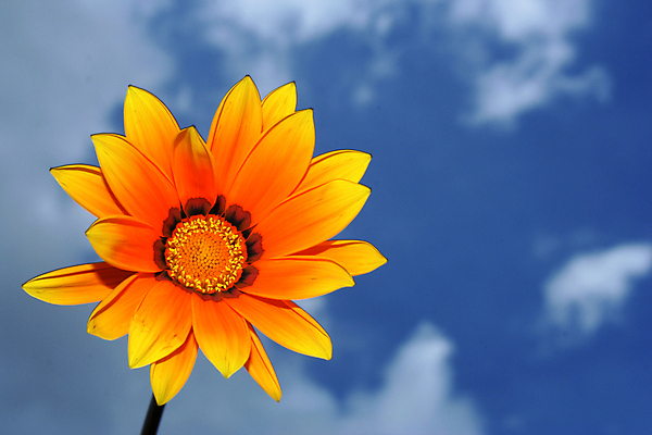 포토 JPG 해외이미지 식물 1 꽃 백그라운드 잎 꽃무늬 밭 농업 오렌지 자연 사람없음 빨간색 초록색 컬러풀 노란색 정원 벚꽃 시골 닫기 원예 고립 밭일 해외202004 해외포토 산업 컬러 무늬 과일 모션 취미 생태계 파일형식 이미지허브