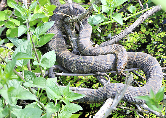 포토 JPG 해외이미지 호수 야생동물 파충류 자연 사람없음 야외 연못 뱀 습지 위험 무서움 해외202004 해외포토 동물 감정 컨셉 생태계 파일형식이미지허브 