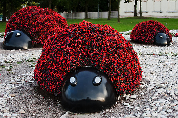 포토 JPG 해외이미지 식물 꽃 조각 꽃무늬 사람없음 빨간색 여름 컬러풀 정원 봄 벌레 무당벌레 내추럴 강렬 라트비아 해외202004 해외포토 계절 컬러 곤충 무늬 북유럽 파일형식 이미지허브