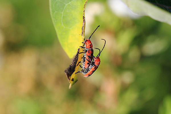 포토 JPG 해외이미지 동물 야생동물 곤충 잎 날개 자연 안테나 사람없음 야외 빨간색 여름 정원 검은색 해충 벌레 짝짓기 해외202004 해외포토 식물 계절 컬러 통신 생태계 파일형식 이미지허브