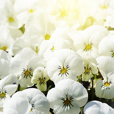 포토 JPG 해외이미지 식물 계절 꽃 백그라운드 꽃무늬 자연 사람없음 장식 여름 컬러풀 정원 맑음 봄 벚꽃 개화 제비꽃 원예 내추럴 해외202004 해외포토 컬러 무늬 날씨 취미 생태계 파일형식 이미지허브