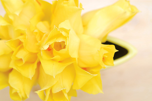 포토 JPG 해외이미지 식물 꽃잎 꽃 꽃다발 백그라운드 데이트 자연 탁자 엄마 선물 이벤트 사람없음 내부 장식 초록색 물 컬러풀 노란색 정원 꽃병 저녁식사 봄 튤립 벚꽃 물방울 축하 신선 이슬 4월 배열 서비스 내추럴 파스텔톤 많음 해외202004 해외포토 자연요소 계절 컬러 가구 컨셉 가족 식사 날짜 생태계 파일형식 이미지허브