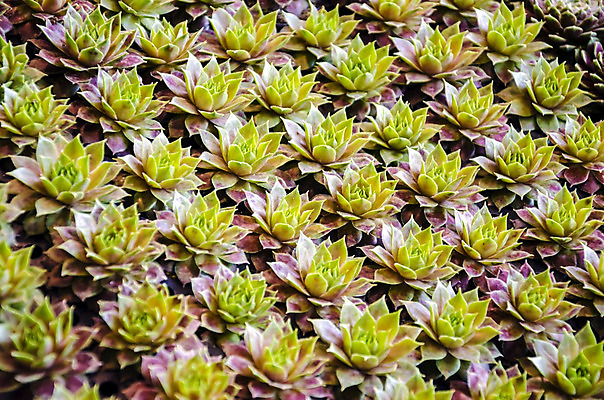 포토 JPG 해외이미지 식물 꽃 화분 백그라운드 잎 농업 자연 사람없음 장식 초록색 성장 원예 날카로움 해외202004 해외포토 산업 컬러 취미 생태계 파일형식 이미지허브