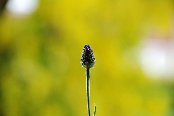 포토 JPG 해외이미지 식물 꽃 자연 사람없음 노란색 성장 보케 심플 수레국화 해외202004 해외포토 컬러 생태계 파일형식 이미지허브