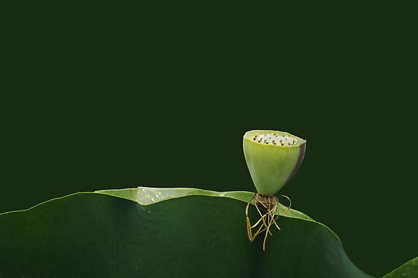 포토 JPG 해외이미지 꽃 사람없음 빨간색 물 정원 보라색 봄 흰색 신성 해외202004 해외포토 자연요소 식물 계절 컬러 파일형식 이미지허브