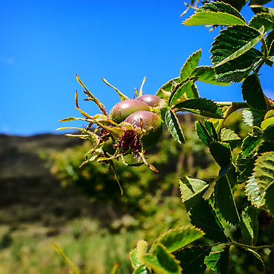포토 JPG 해외이미지 나무 식물 계절 열매 음식 백그라운드 잎 과일 자연 건강 사람없음 야외 빨간색 초록색 여름 약 장미 정원 성장 가을 나뭇가지 신선 차 달콤 엉덩이 허브 묘사 내추럴 바이오 비타민C 숙성 해외202004 해외포토 꽃 음료 컬러 의학 신체부위 맛 생태계 비타민 파일형식 이미지허브