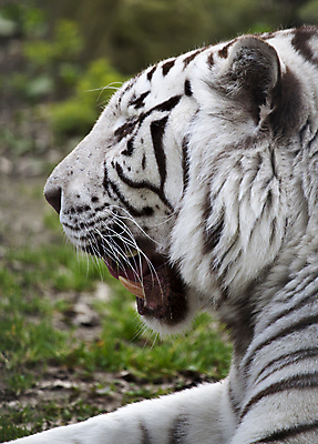 포토 JPG 해외이미지 동물 응시 얼굴 야생동물 조각 포유류 자연 생물 수염 털 동물원 사람없음 머리 검은색 고양이 줄무늬 흰색 호랑이 숲 위험 큼 모피 인도인 배고픔 사냥 육식동물 멸종 표범 섬광 이국적 해외202004 해외포토 외국인 시선 컬러 컨셉 무늬 동양인 신체부위 반려동물 크기 생태계 파일형식 이미지허브