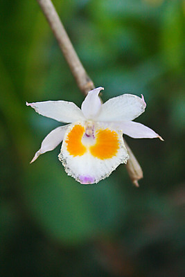 포토 JPG 해외이미지 나무 식물 꽃 아시아 야생동물 잎 태국 자연 동양인 사람없음 야외 초록색 컬러풀 나뭇가지 난초 황무지 숲 열대우림 내추럴 해외202004 해외포토 동물 나라 컬러 인종 생태계 파일형식 이미지허브