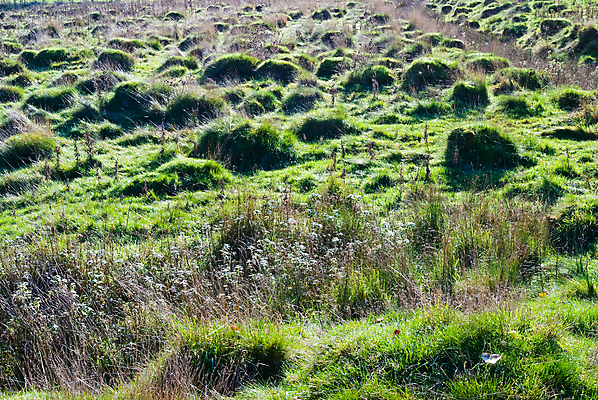 포토 JPG 해외이미지 식물 계절 꽃 분홍색 꽃무늬 밭 자연 풍경 사람없음 야외 초록색 여름 빛 태양 평화 환경 맑음 보라색 벚꽃 가을 시골 개화 제비꽃 언덕 내추럴 해외202004 해외포토 자연요소 컬러 컨셉 무늬 농업 날씨 생태계 파일형식 이미지허브