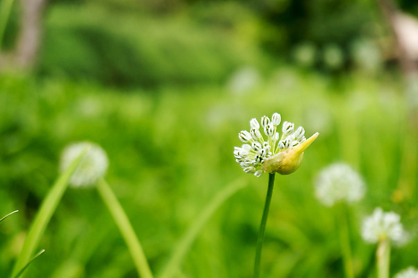 포토 JPG 해외이미지 식물 디자인 계절 공원 꽃 백그라운드 컨셉 잎 패턴 밭 자연 하늘 추상 부활절 미술 풍경 잔디 사람없음 아웃포커스 초록색 여름 빛 컬러풀 태양 정원 맑음 봄 새벽 안개 성장 신선 닫기 보케 부드러움 내추럴 블러 효과 해외202004 해외포토 자연요소 공공시설 기념일 컬러 무늬 농업 모션 날씨 문화예술 촬영기법 감각 생태계 파일형식 이미지허브
