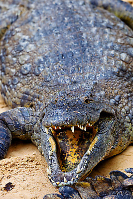 포토 JPG 해외이미지 동물 접시 야생동물 파충류 아프리카 자연 생물 동물원 저울 사람없음 가로 물 머리 입 치아 위험 큼 가죽 사파리 피부 묘사 육식동물 악어 사냥꾼 서식지 남쪽 내추럴 몬스터 힘찬 해외202004 해외포토 자연요소 직업 식기 나라 컨셉 신체부위 소화기관 크기 방향 생태계 파일형식 이미지허브