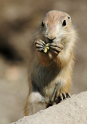 포토 JPG 해외이미지 한마리 열매 야생동물 포유류 서기 들기 사람없음 먹기 프레리도그 해외202004 해외포토 식물 동물 1 모션 파일형식 이미지허브
