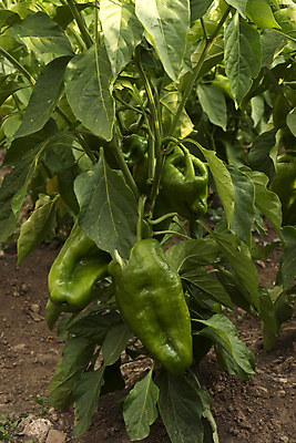 포토 JPG 해외이미지 식물 음식 백그라운드 농업 다이어트 채소 재료 자연 고추 파프리카 건강 요리 사람없음 초록색 빛 농장 주방 종 신선 양념 그룹 시장 맛 먹기 묘사 상쾌 유기농 매움 날것 후추 내추럴 강렬 숙성 채식주의자 화상 비건 해외202004 해외포토 웰빙 감정 산업 컬러 컨셉 모션 상처 향신료 생태계 채식 파일형식 이미지허브