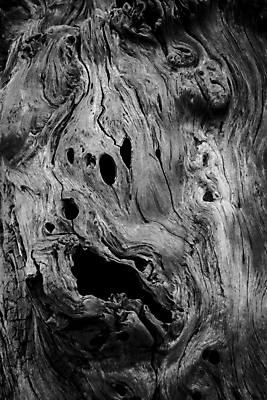 포토 JPG 해외이미지 모양 나무 얼굴 선 백그라운드 패턴 자연 표면 추상 그림자 사람없음 목재 검은색 어둠 흰색 구멍 거친 주름 균열 유령 신비 무서움 피부 묘사 오브젝트 질감 내추럴 썩음 옛날 못생김 해외202004 해외포토 식물 감정 컬러 컨셉 무늬 재료 모션 신체부위 생태계 파일형식 이미지허브