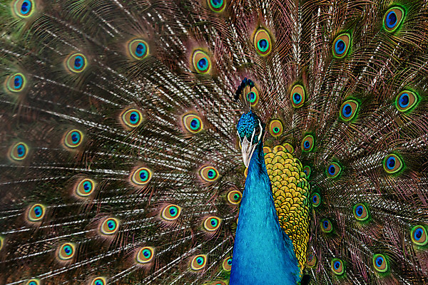 포토 JPG 해외이미지 동물 남자 야생동물 백그라운드 패턴 자연 조류 사람없음 장식 초록색 파란색 컬러풀 머리 활발 펼침 의식 우아함 공작 깃털 묘사 즐거움 질감 꼬리 부리 번짐 보여주기 동물상 터키석 해외202004 해외포토 감정 컬러 컨셉 무늬 모션 사람 신체부위 조형물 보석 생태계 파일형식 효과 이미지허브