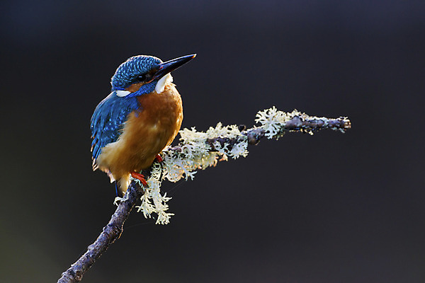 포토 JPG 해외이미지 주간 야생동물 자연 조류 사람없음 야외 나뭇가지 물새 물총새 해외202004 해외포토 자연요소 나무 동물 생태계 파일형식 이미지허브