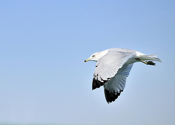포토 JPG 해외이미지 갈매기 조류 하늘 사람없음 파란색 비행 해외202004 해외포토 동물 컬러 파일형식 이미지허브