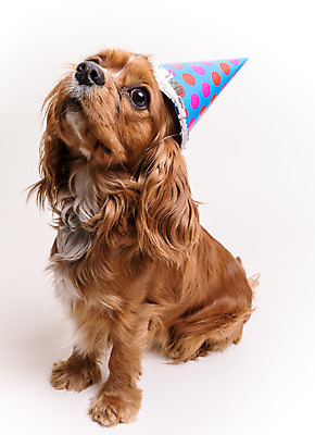 포토 JPG 해외이미지 행복 털 사람없음 반려동물 파티 생일 개 강아지 모피 송곳니 해외202004 해외포토 동물 기념일 감정 포유류 이벤트 치아 파일형식 이미지허브