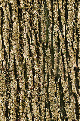 포토 JPG 해외이미지 나무 백그라운드 자연 표면 사람없음 회색 질감 나무껍질 내추럴 해외202004 해외포토 식물 컬러 껍질 생태계 파일형식 이미지허브