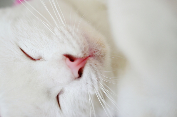 포토 JPG 해외이미지 동물 여유 분홍색 자연 휴식 수염 털 피곤 사람없음 반려동물 머리 평화 고양이 흰색 잠 코 낮잠 거짓말 해외202004 해외포토 감정 컬러 컨셉 포유류 신체부위 생태계 파일형식 이미지허브