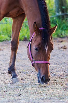 포토 JPG 해외이미지 동물 응시 계절 얼굴 스포츠 백그라운드 포유류 자연 하늘 사람없음 야외 빨간색 여름 파란색 반려동물 농장 갈색 머리 검은색 어둠 만 승마 황금 속도 만족 쇼 갈기 굴레 기르기 대가리 총구 해외202004 해외포토 시선 감정 컬러 농업 신체부위 생태계 돌봄 파일형식 이미지허브