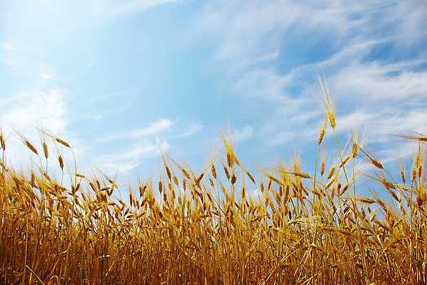 포토 JPG 해외이미지 주간 농업 하늘 사람없음 야외 농사 밀 보리밭 밀밭 해외202004 해외포토 자연요소 산업 밭 곡류 보리 파일형식 이미지허브