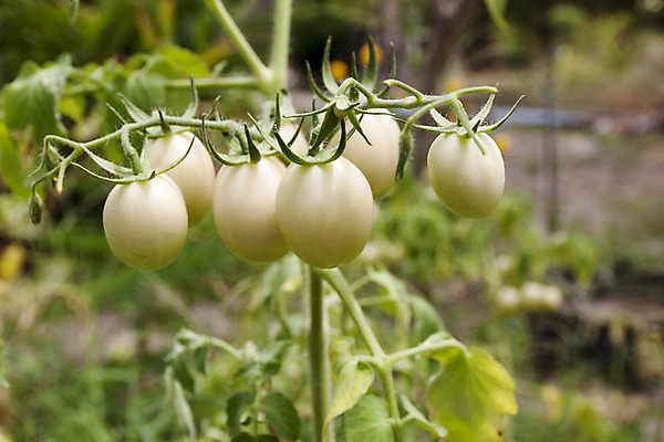 포토 JPG 해외이미지 식물 음식 잎 농업 토마토 채소 자연 건강 사람없음 초록색 여름 수확 신선 그룹 유기농 날것 내추럴 많음 해외202004 해외포토 웰빙 계절 산업 컬러 컨셉 생태계 파일형식 이미지허브