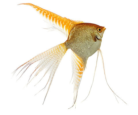 포토 JPG 해외이미지 동물 모션 어류 사람없음 반려동물 검은색 수영 흰색 꼬리 지느러미 수족관 고립 해외202004 해외포토 컬러 수중동물 수상스포츠 파일형식 이미지허브