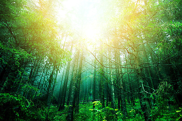 포토 JPG 해외이미지 주간 나무 식물 공원 길 잎 자국 자연 산 사람없음 야외 초록색 여름 파란색 태양 노란색 환경 어둠 침묵 하이킹 탐험 안개 나뭇가지 황무지 숲 신비 무서움 진달래 산등성이 서식지 내추럴 뿌연 서쪽 오싹 선두 해외202004 해외포토 자연요소 계절 공공시설 꽃 감정 컬러 컨셉 레저 날씨 소리 방향 생태계 파일형식 이미지허브