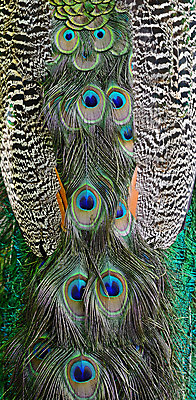 포토 JPG 해외이미지 동물 남자 야생동물 백그라운드 패턴 자연 조류 추상 동물원 사람없음 초록색 파란색 컬러풀 활발 닫기 공작 인도인 깃털 묘사 질감 꼬리 부리 내추럴 해외202004 해외포토 외국인 컬러 컨셉 무늬 모션 사람 동양인 생태계 파일형식 이미지허브