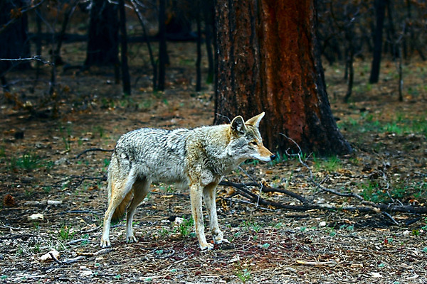 포토 JPG 해외이미지 여자 야생동물 포유류 자연 엄마 건강 사람없음 환경 상처 숲 댐 육식동물 사냥꾼 올가미 송곳니 생태학 해외202004 해외포토 동물 직업 공공시설 교육 가족 사람 치아 생태계 파일형식 이미지허브