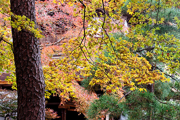 포토 JPG 해외이미지 나무 공원 분홍색 단풍 잎 자연 사람없음 야외 가로 초록색 노란색 정원 일본 침묵 회색 가을 나뭇가지 상록수 해외202004 해외포토 식물 계절 공공시설 아시아 컬러 소리 생태계 파일형식 이미지허브