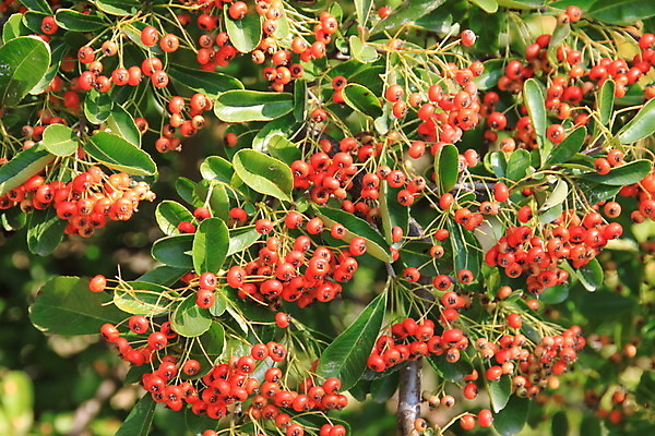 포토 JPG 해외이미지 식물 열매 백그라운드 잎 과일 사람없음 빨간색 초록색 가을 다발 시트 해외202004 해외포토 계절 컬러 파일형식 이미지허브