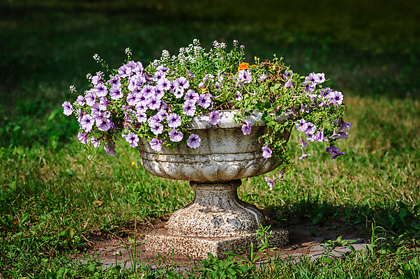 포토 JPG 해외이미지 식물 디자인 공원 꽃 백그라운드 꽃무늬 자연 풍경 잔디 사람없음 야외 장식 초록색 여름 정원 꽃병 벚꽃 침대 원예 조경 화단 일반 정중 피튜니아 해외202004 해외포토 계절 공공시설 컬러 가구 컨셉 무늬 취미 생태계 파일형식 이미지허브