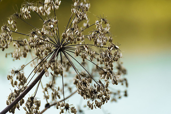 포토 JPG 해외이미지 식물 디자인 계절 꽃 음식 백그라운드 잎 겨울 패턴 채소 일러스트 자연 추상 건조 미술 사람없음 여름 정원 봄 벚꽃 흰색 나뭇가지 신선 개화 다발 허브 싱글 질감 내추럴 딜 섞기 해외202004 해외포토 나무 컬러 무늬 문화예술 생태계 파일형식 이미지허브