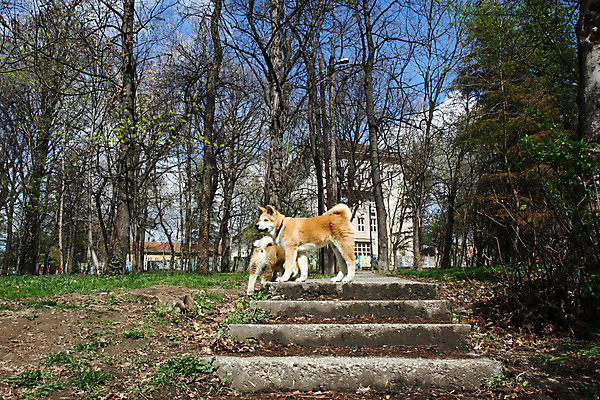 포토 JPG 해외이미지 주간 반려견 두마리 사람없음 야외 계단 산책 강아지 해외202004 아키타견 해외포토 자연요소 2 휴식 반려동물 개 파일형식 이미지허브
