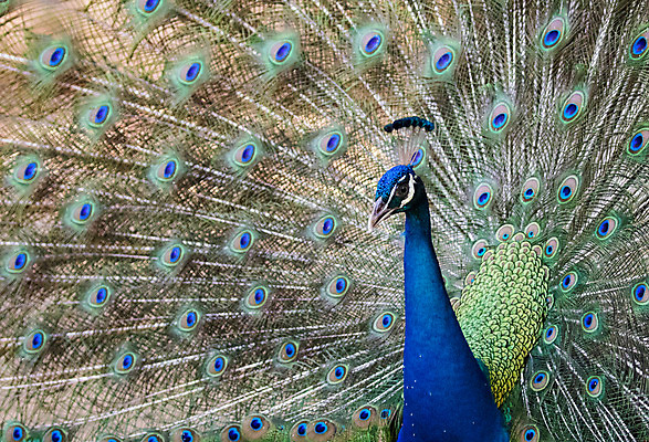 포토 JPG 해외이미지 태국 사람없음 펼침 우아함 공작 깃털 꼬리 해외202004 해외포토 아시아 컨셉 모션 조류 파일형식 이미지허브