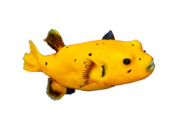 포토 JPG 해외이미지 동물 얼굴 바다 자연 어류 사람없음 물 상자 세계 노란색 검은색 수중 흰색 점 원형 황금 산호 개 치아 흰배경 탱크 암초 수족관 고립 소금물 해외202004 해외포토 자연요소 도형 컬러 백그라운드 포유류 신체부위 수중동물 소화기관 자포동물 생태계 파일형식 이미지허브