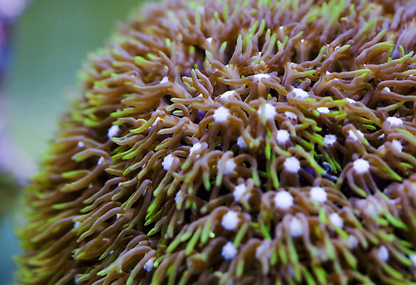 포토 JPG 해외이미지 동물 바다 자연 어류 사람없음 물 컬러풀 수중 산호 벌레 탱크 소금 암초 수족관 소금물 아네모네 이국적 생존 해외202004 해외포토 자연요소 꽃 컬러 곤충 수중동물 자포동물 생태계 파일형식 이미지허브